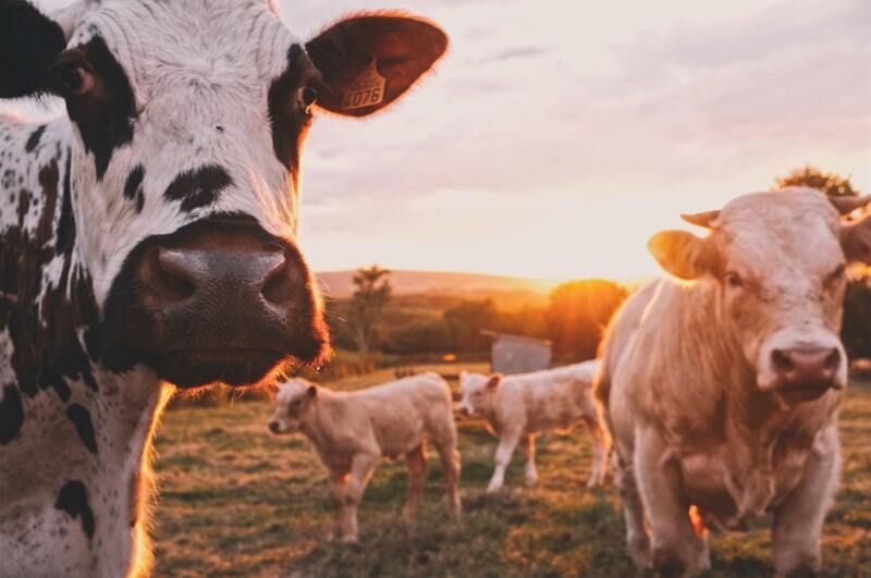 Alimentación animal
